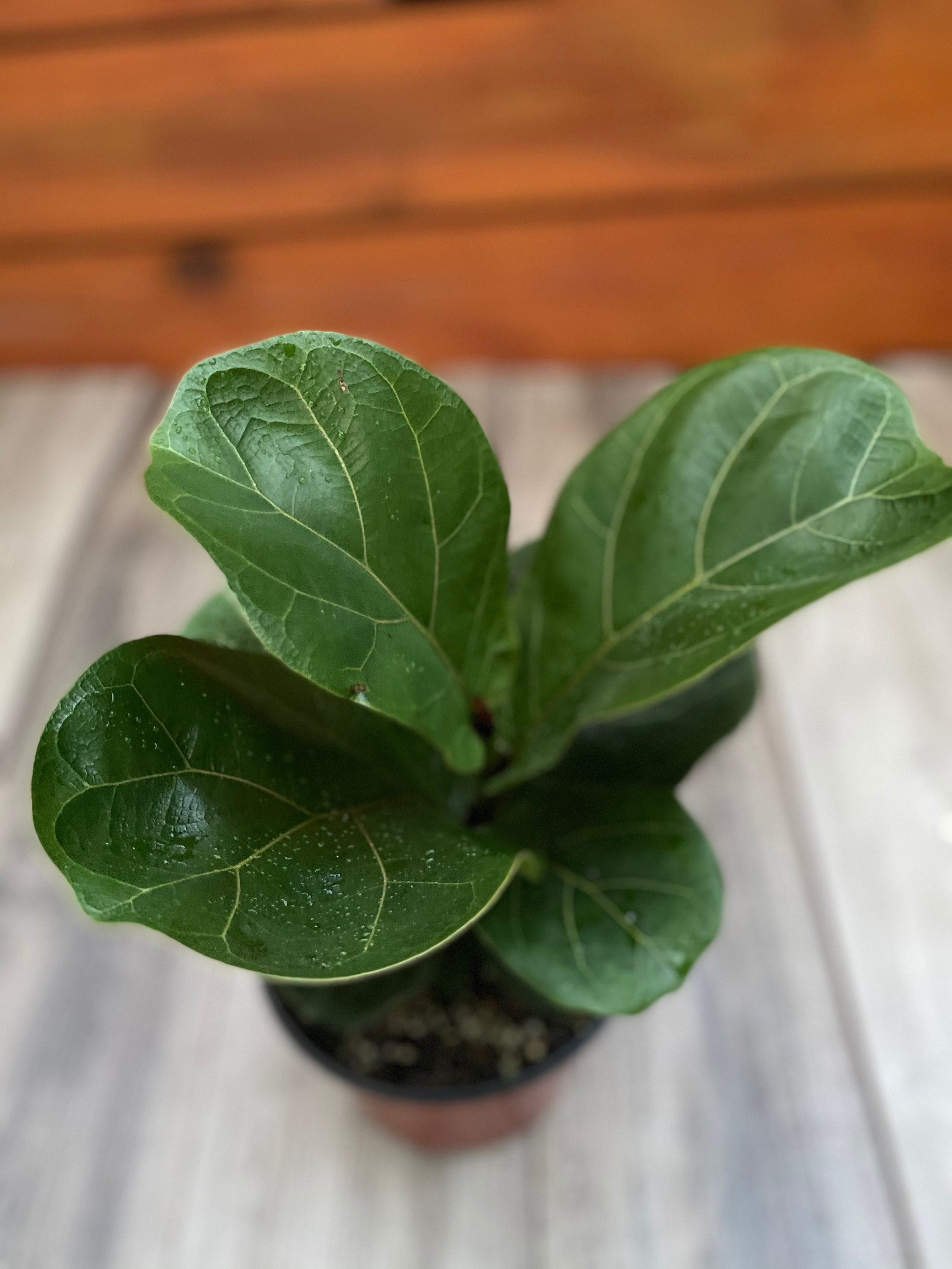 railing plant hanger Railscape Floating Plant Hanger – Al's Garden & Home