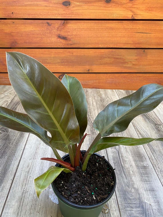 Philodendron Red 6 Inches Pot - Etsy