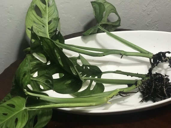 monstera obligata Monstera Obliqua 'Filamentous'