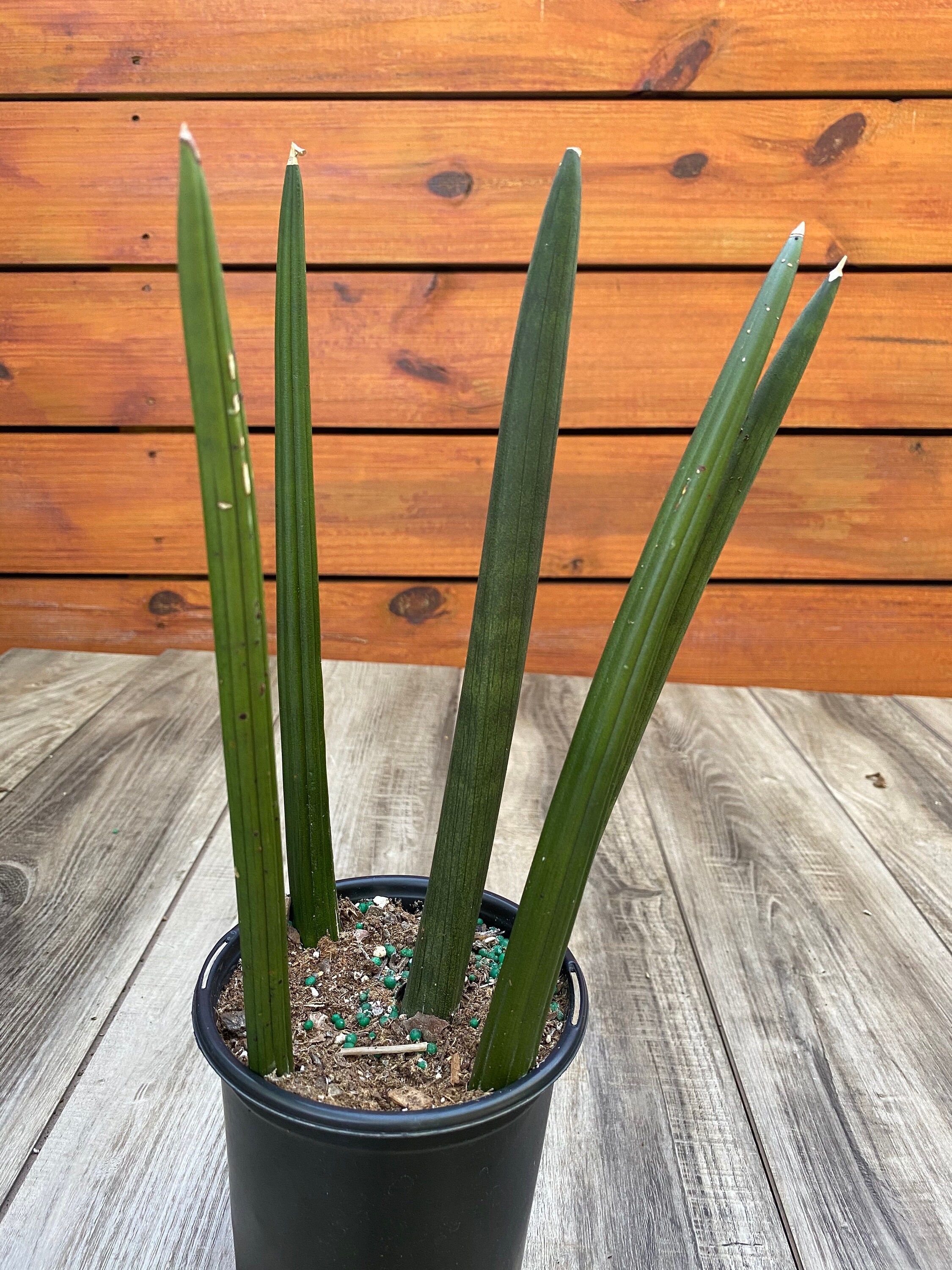 Sansevieria Cylindrica African Spear plant in 5 pot Etsy