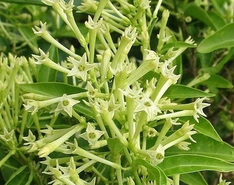 Cestrum nocturnum , Night Blooming Jasmine in 4" Pot