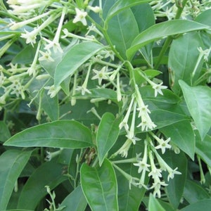 May include: Close-up of a night-blooming jasmine plant. The image shows vibrant green leaves and clusters of small, white, star-shaped flowers. The plant's foliage is dense, with multiple blooms visible throughout the frame.