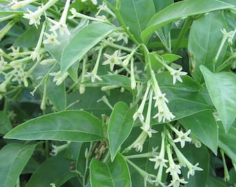 May include: Close-up of a night-blooming jasmine plant. The image shows vibrant green leaves and clusters of small, white, star-shaped flowers. The plant's foliage is dense, with multiple blooms visible throughout the frame.