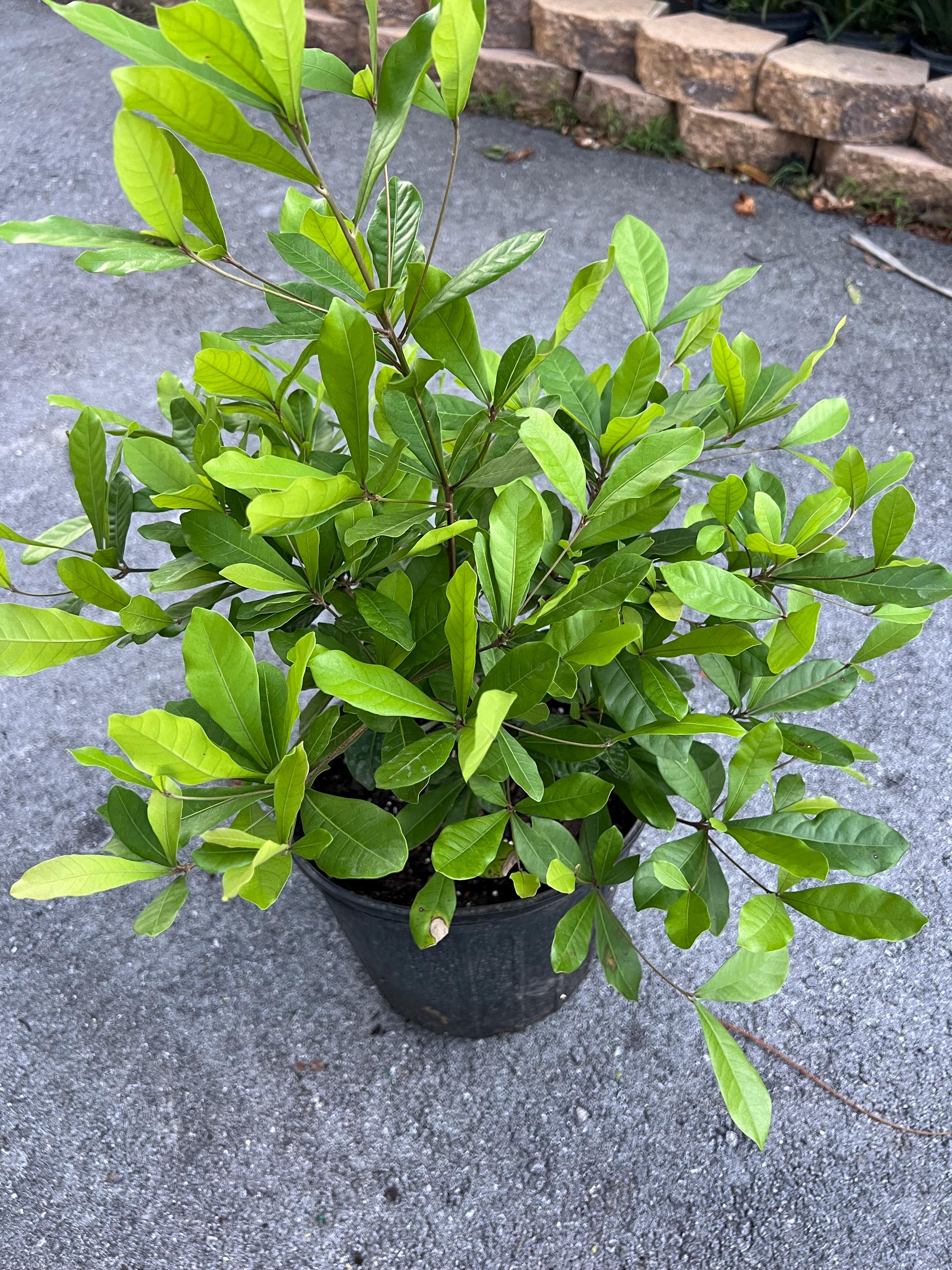 Miracle Fruit tree in 6"  pot, Synsepalum dulcificum