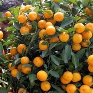 Callie Kumquat in half gallon, Meiwa and Nagami Hybrid,  Florida Shipping Only