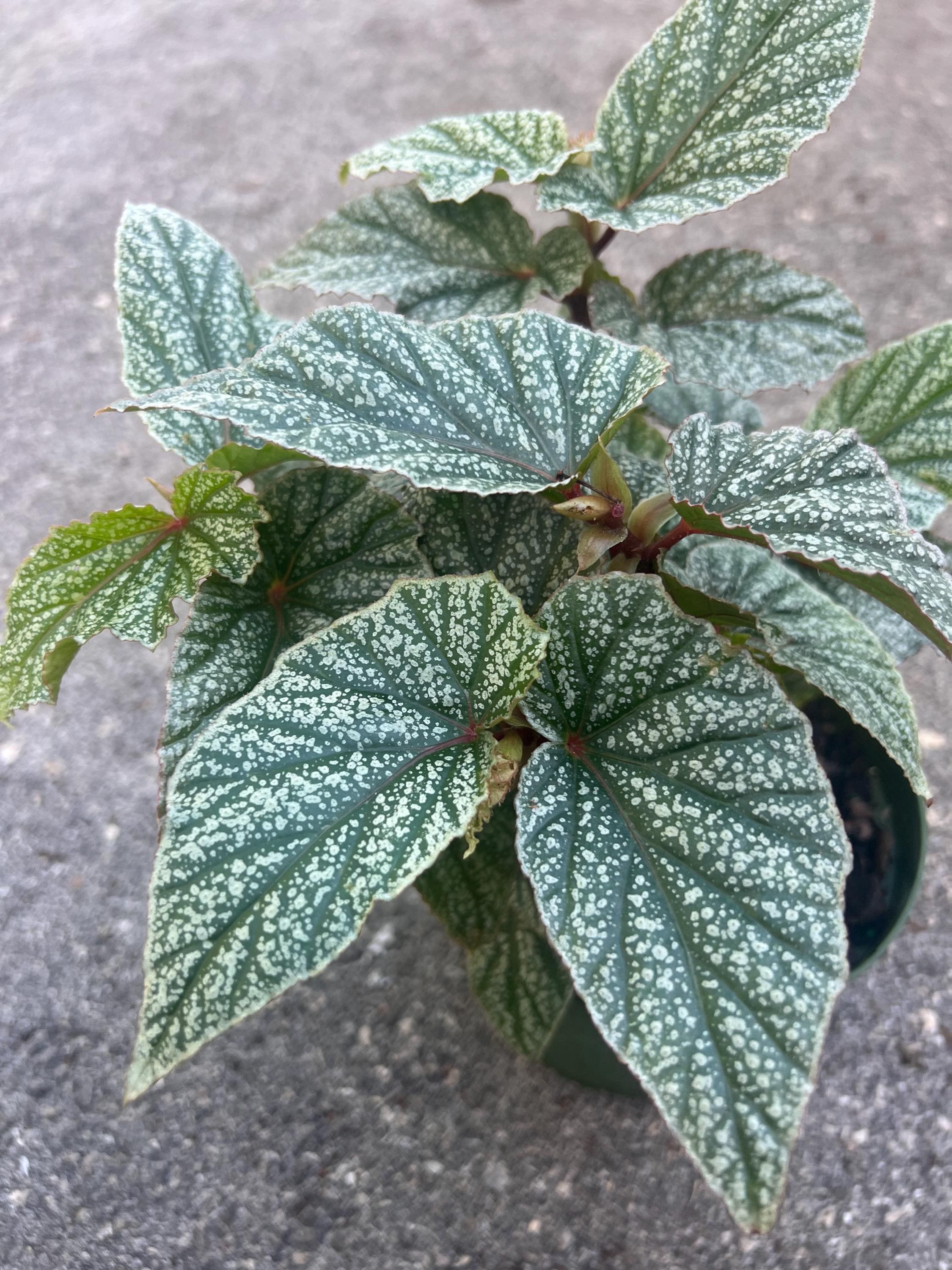 Snow Capped Begonia - Etsy