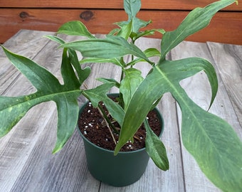 Philodendron Pedatum Glad Hands In 4" Pot