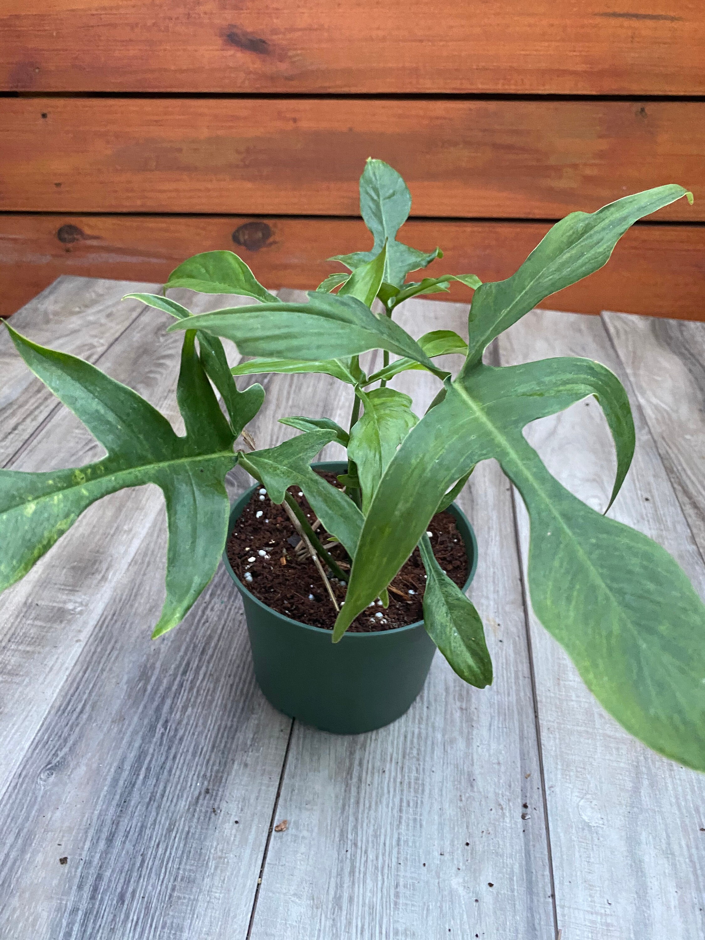 Philodendron Pedatum Glad Hands In 4 Or 6 Pot Etsy Singapore