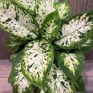 Dieffenbachia Compacta (Tropical Snow)  in 6"Pot