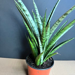 Sansevieria Javancia in 6&quot; Pot