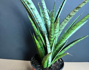 Sansevieria Javancia in 6" Pot, Live plant, indoor, outdoor