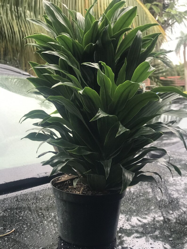 Dracaena Craig 6 Compacta Cane Plant Etsy