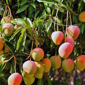 Ice Cream Mango Tree. grafted in 3 gallons pot