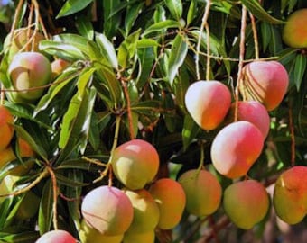 Ice Cream Mango Tree. grafted in 3 gallons pot