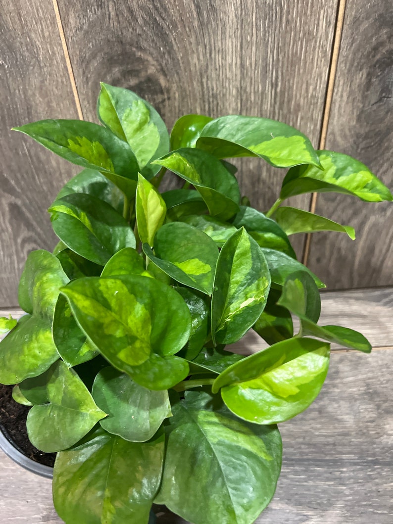 Epipremnum Aureum 'Global Green in 6 pot image 2