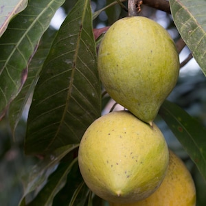Canistel Cromp, Grafted ,  in 3 Gallons Pot, Eggf custard Fruit