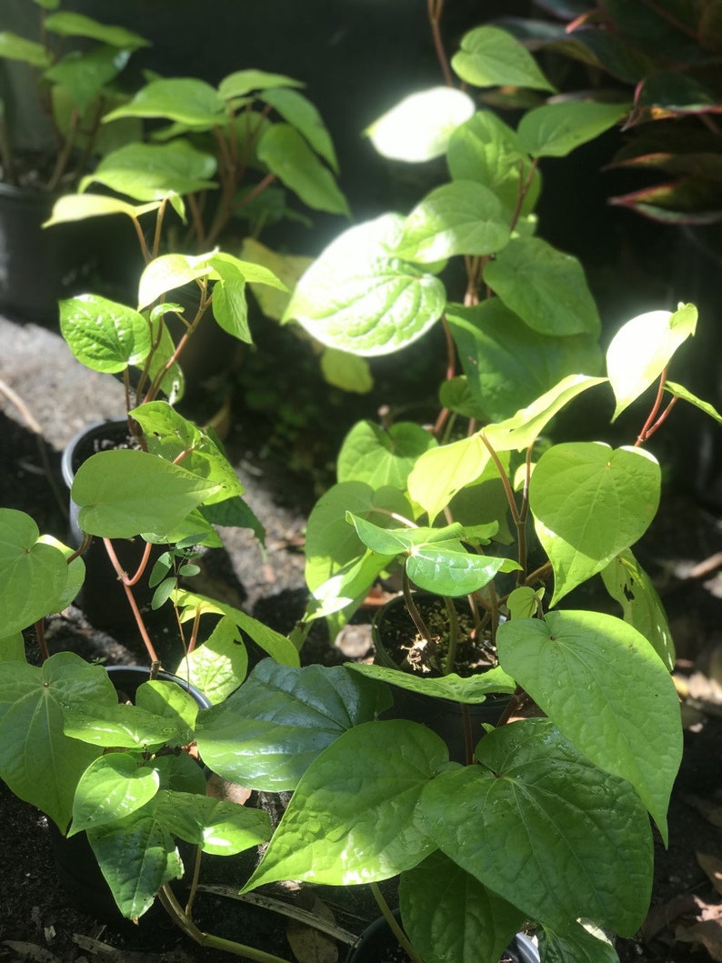 Betel Leaf Plant Piper Betel Daun Sirih Plant Organic Etsy