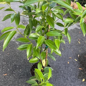 Large, Cinnamon Tree in 10" Pot, Cinnamomum zeylanicum, CEYLON CINNAMON