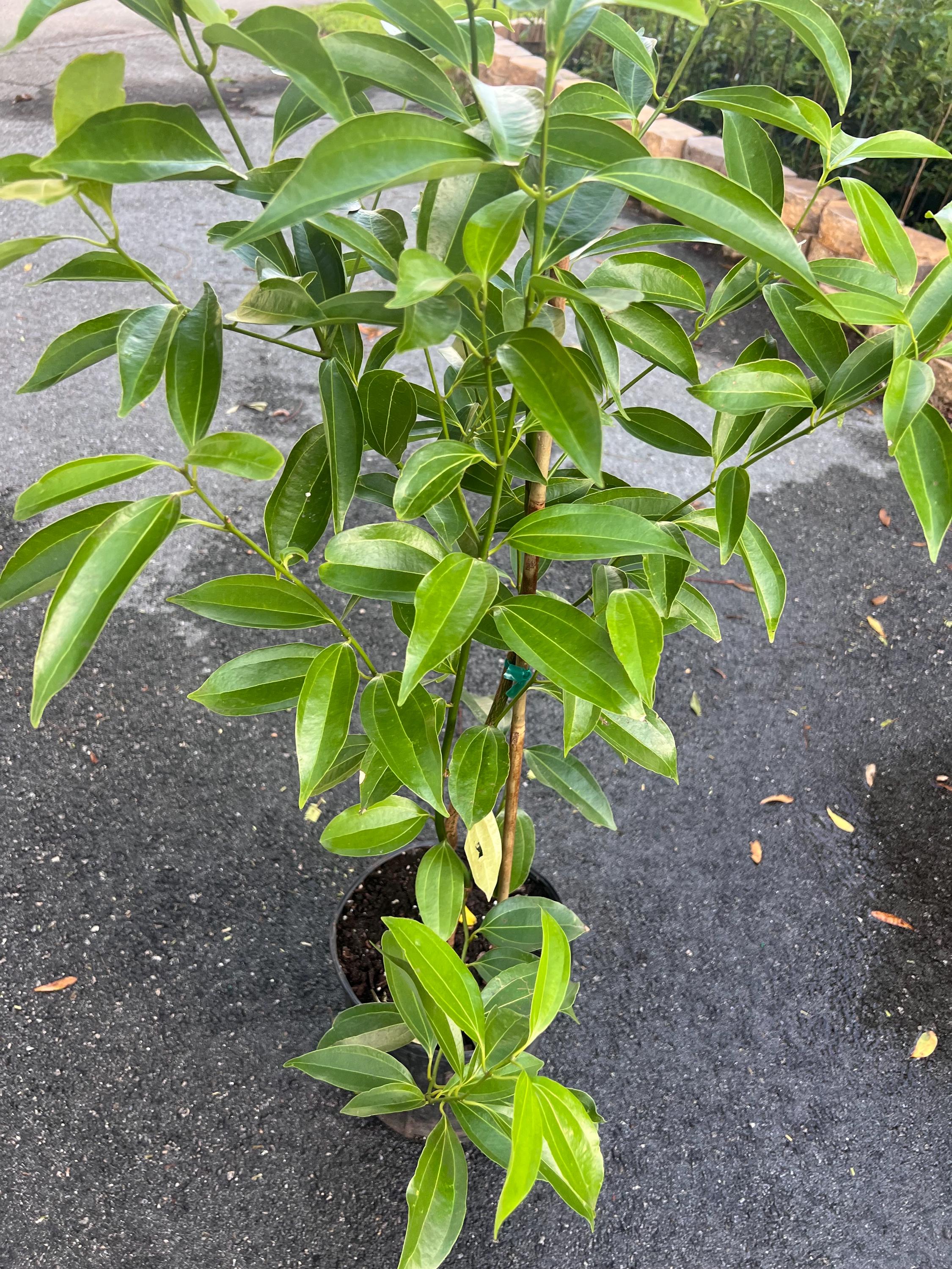 Large, Cinnamon Tree in 10