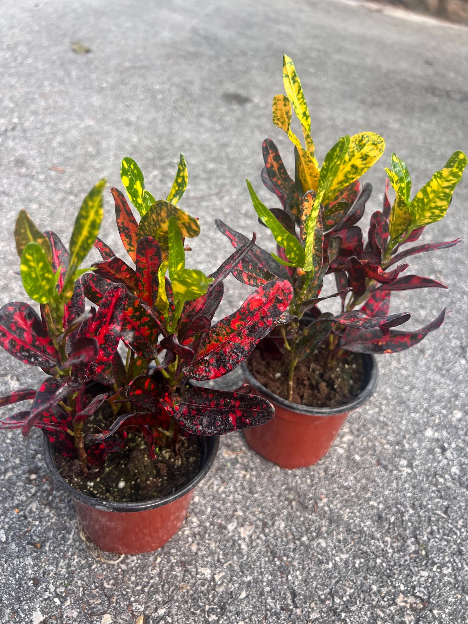 20+ Batik Croton Croton Batik in 4" Pot, Decorative Plant, Indoor, Outdoor - Etsy