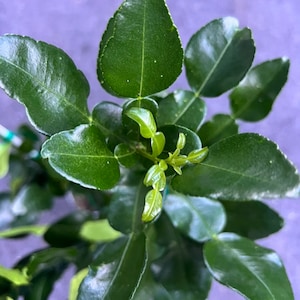 Kaffir Lime Tree - Citrus Hystrix Makrut in 1/2 Gal Pot, Kieffer Lime, Jeruk Purut, Florida Shipping Only