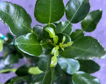 Kaffir Lime Tree - Citrus Hystrix Makrut in 1/2 Gal Pot, Kieffer Lime, Jeruk Purut, Grafted