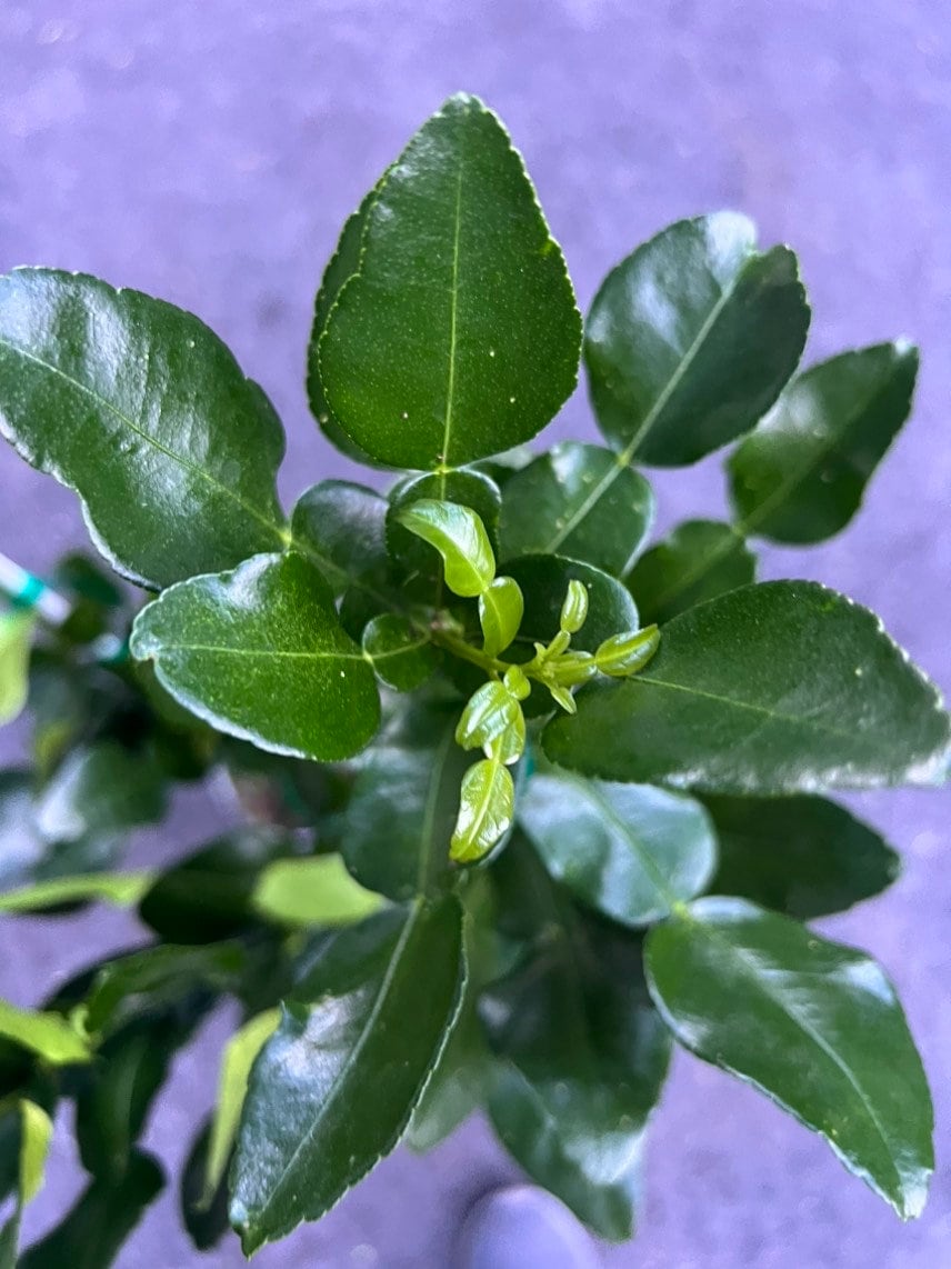 Kaffir Lime Tree - Citrus Hystrix Makrut in 1/2 Gal Pot, Kieffer Lime, Jeruk Purut, Florida Shipping Only