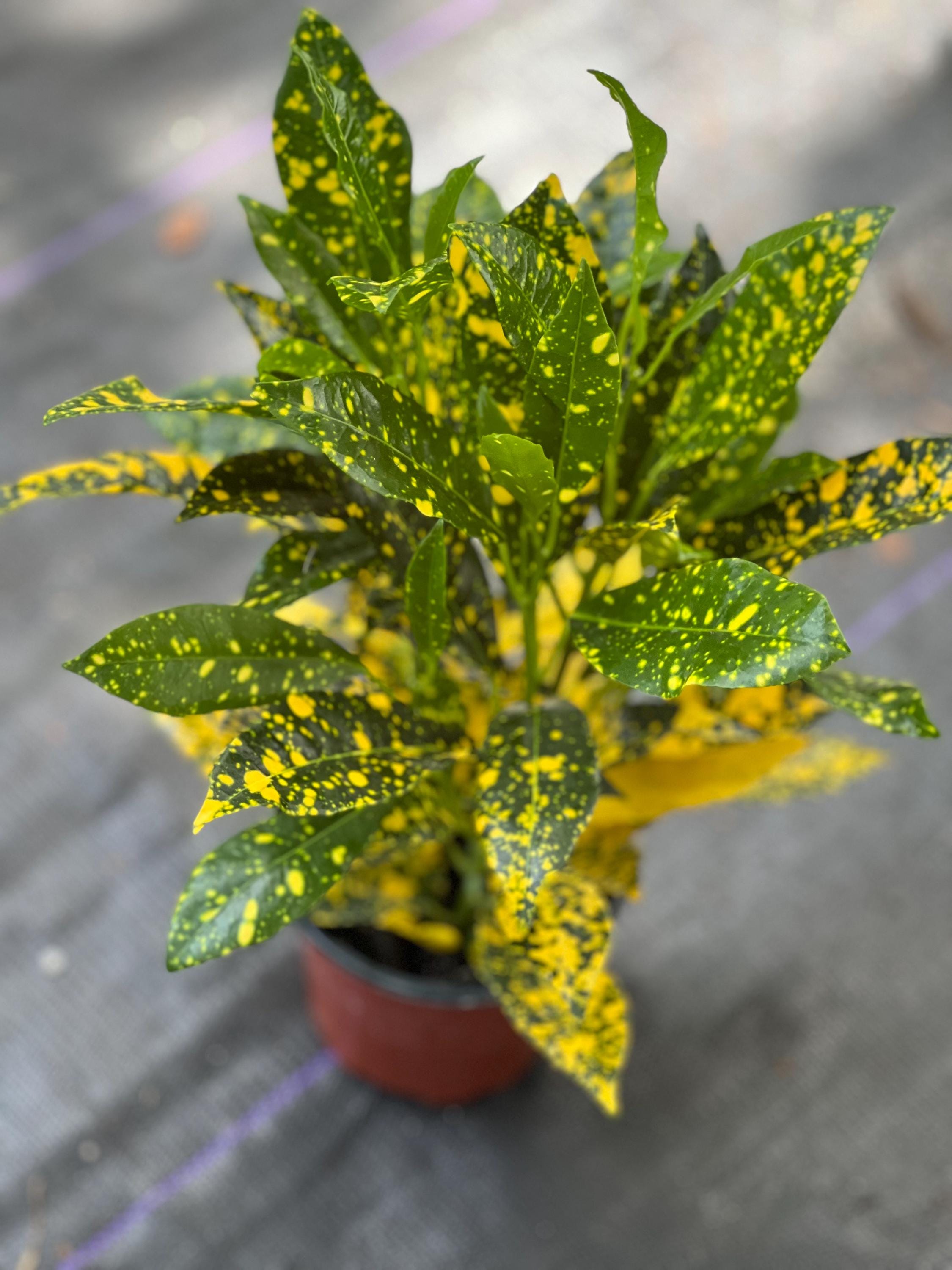 5+ Gold Star Croton Croton Gold Star in 4" Pot, House Plant, Indoor, Outdoor - Etsy