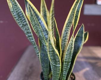 Sansevieria Trifasciata, Snake Plant Laurentii, 6"Pot Indoor Air Purifiernt