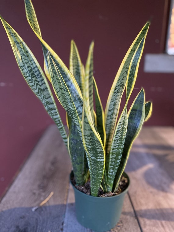 Buy Sansevieria Trifasciata, Snake Plant Laurentii, 6"pot Indoor Air  Purifiernt Online in India - Etsy