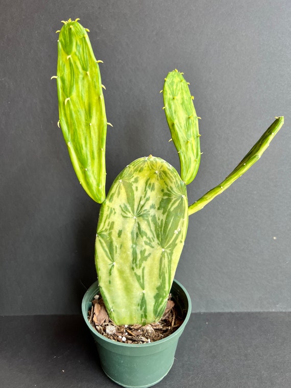 dracaena janet lind giftig Janet Lind Dracaena