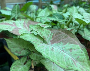 Syngonium Confetti in 4" Pot