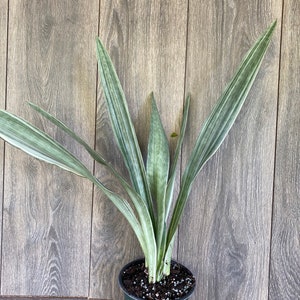 Sansevieria Sayuri in 6 pot image 4