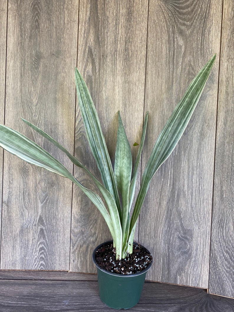 Sansevieria Sayuri in 6 pot image 4