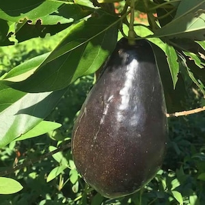 Mexicola Grande Avocado Tree  , “Cold Hardy”  Grafted in 3 Gallons Pot,  No Ship to HI and AK