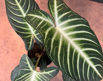 Xanthosoma lindenii Magnificum in 6" Pot , Caladium Lindenii