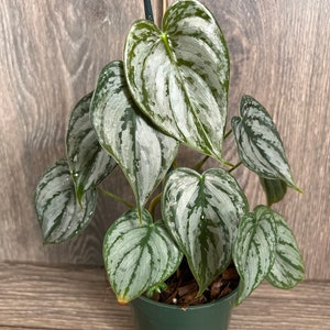 RARE Philodendron "Brandi" , Philodendron Brandtianum in 4" Pot