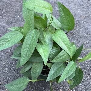 Cebu Blue in 6" Pot, Pothos