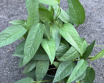 Cebu Blue in 6" Pot, Pothos