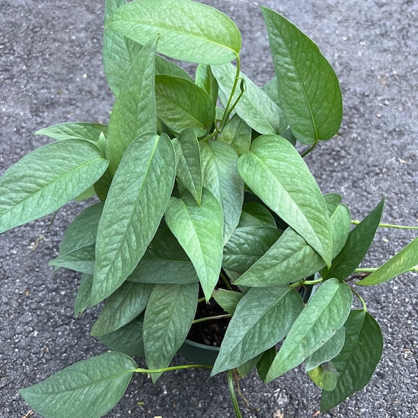 Cebu Blue in 6" Pot, Pothos