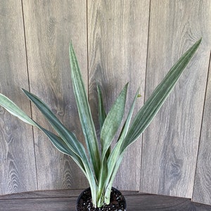 Sansevieria Sayuri in 6 pot image 2