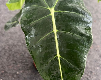 Alocasia Micholitziana 'Frydek' in 4" Pot