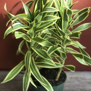 Song Of India, 6 Pot, Dracaena reflexa. image 4