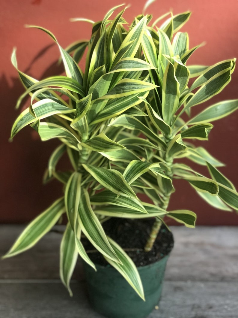 Song Of India, 6 Pot, Dracaena reflexa. image 4