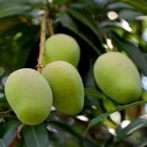 Triple Sec mango , grafted in 3 gallons pot,  No Ship to HI