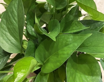 Jade Pothos in 6" pot