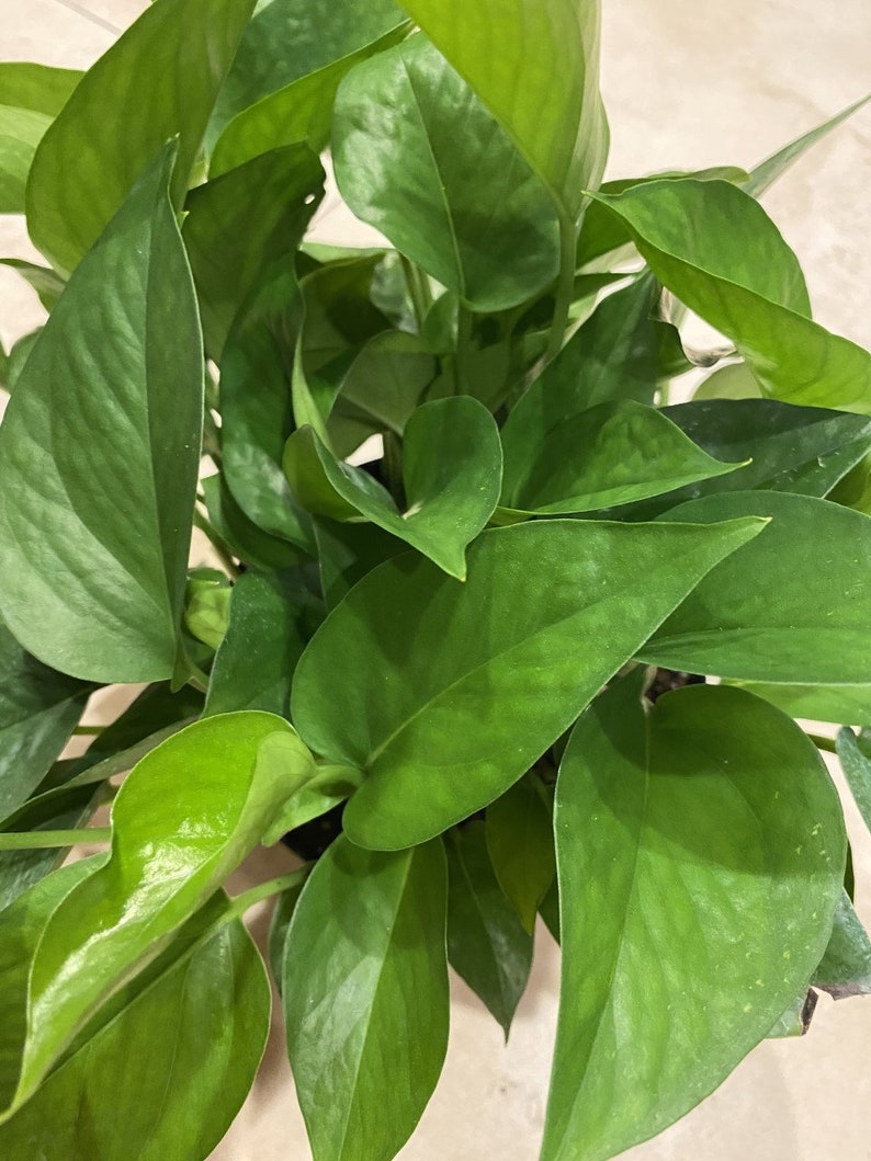 Jade Pothos in 6 pot image 1