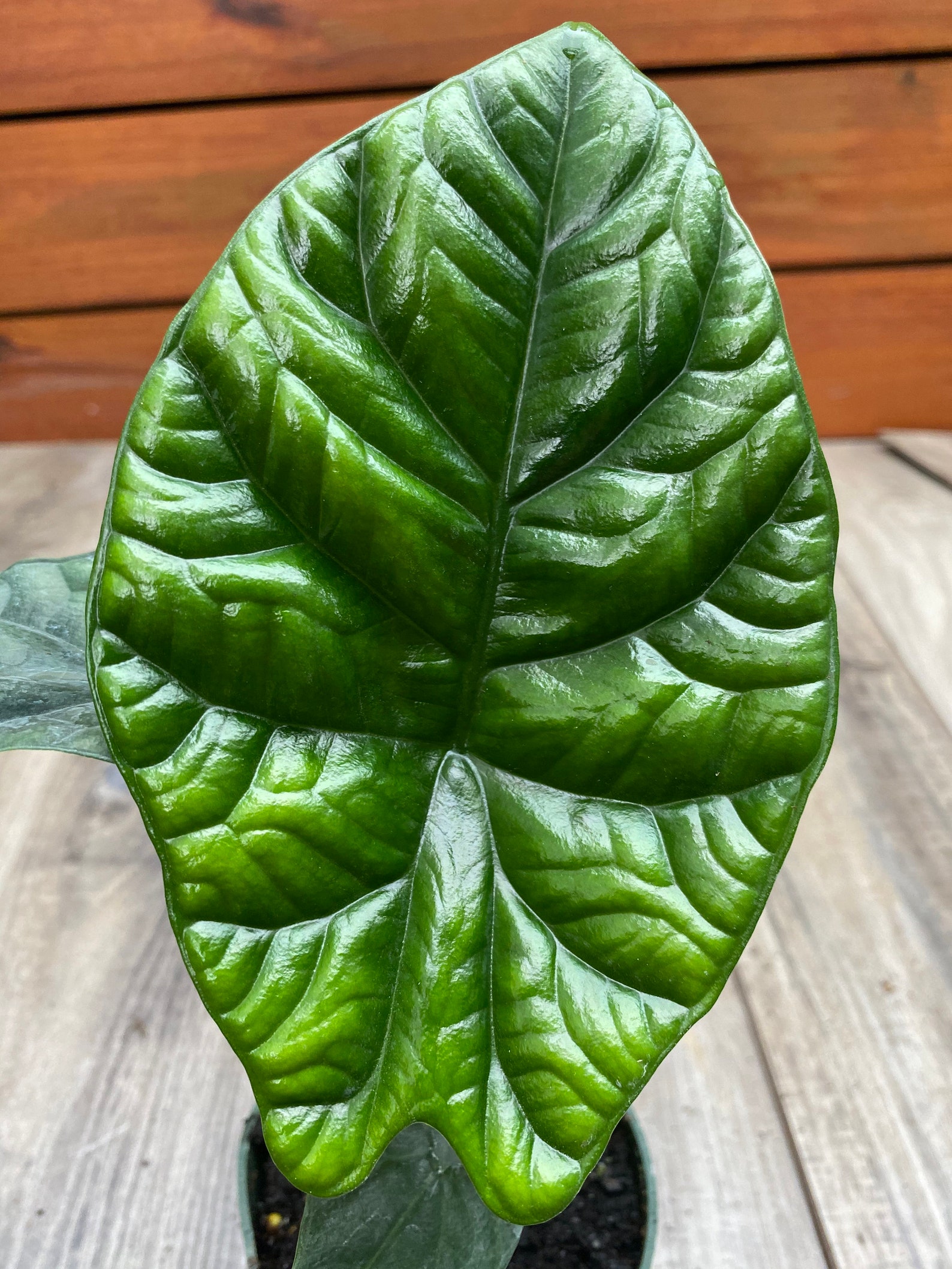 Alocasia Sinuata Quilted Dreams