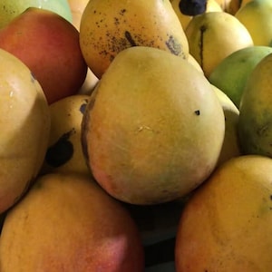 Glenn Mango Tree, grafted in 3 gallons pot,  No Ship to AK and HI