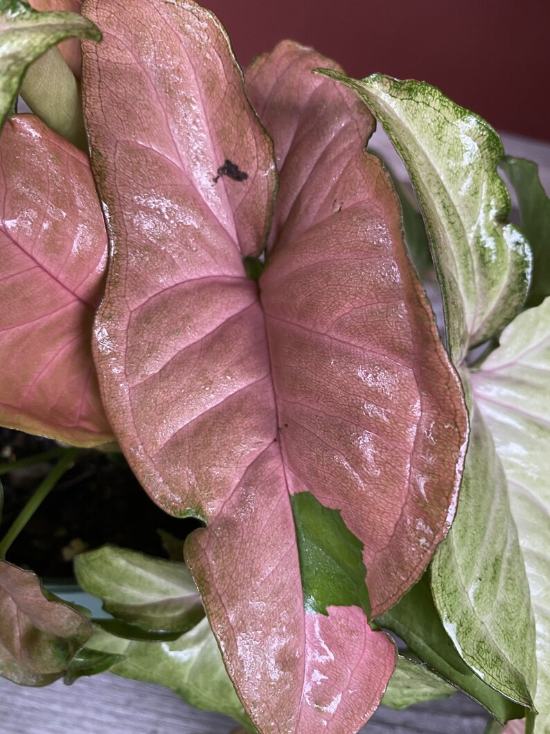Nephthytis Strawberry Cream Syngonium Podophyllum House - Etsy